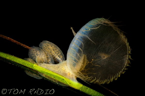 Melibe leonina
Seattle, WA, U.S.A. by Tom Radio 